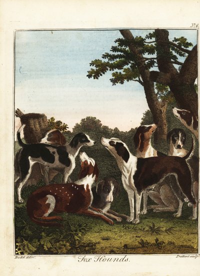 Bir avdan önce bir tilki tazı sürüsü by Daniel (after) Dodd