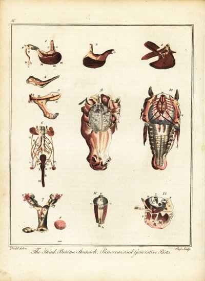 Bir atın anatomisi. 1792 (gravür) by Daniel (after) Dodd