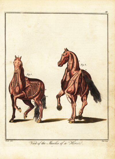 Bir atın kas yapısı. 1792 (gravür) by Daniel (after) Dodd