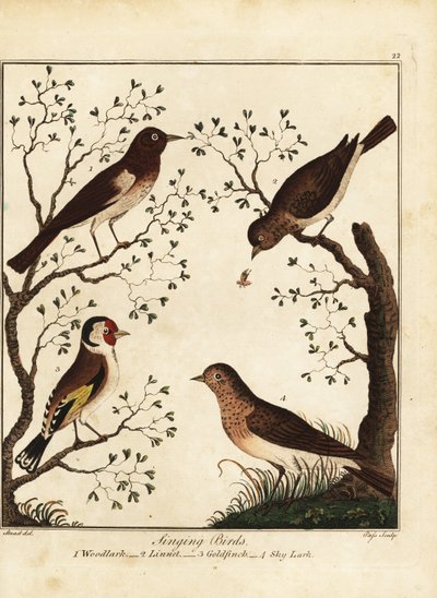 Ötücü kuşlar: toygar, kuş tüyü, saka kuşu, gök kuşu. 1792 (gravür) by Daniel (after) Dodd