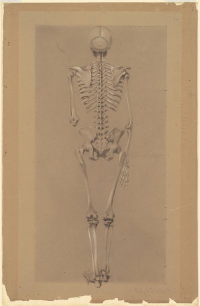 Bir İskeletin Arkadan Görünümü by Daniel Huntington
