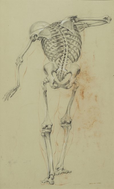 İskelet Çalışması, c.1848 (karton üzerine monte edilmiş taba rengi kağıt üzerinde tebeşir ve pastel boya) by Daniel Huntington