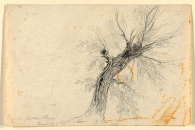 Willow on the Rhône, Cenevre, İsviçre by Daniel Huntington