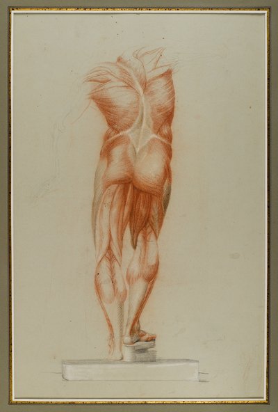Écorché (Kas Sisteminin Şekil Çalışması), c.1848 (kağıt üzerinde tebeşir ve grafit) by Daniel Huntington
