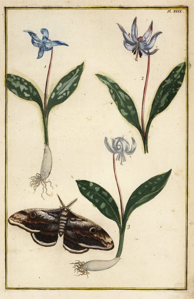 Köpek dişi menekşesi veya köpek dişi menekşesi, Erythronium dens-canis ve güve by Daniel Rabel