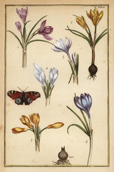 Bahar çiğdem, Çiğdem vernus ve Avrupa tavus kuşu kelebeği, Aglais io by Daniel Rabel