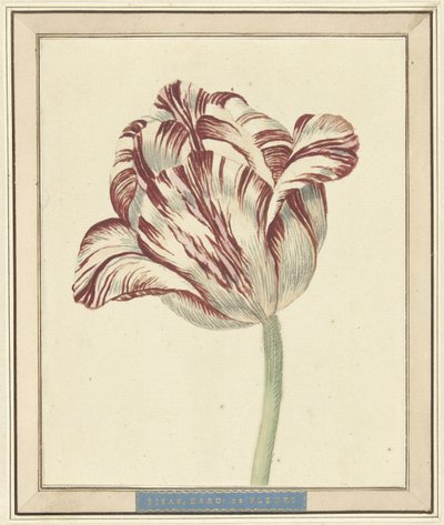 Bisar adlı Lale, Kardinal de Fleuri by Daniël Marot (II)