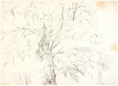 Güçlü bir ağaç tacı çalışması by Dankvart Dreyer