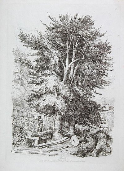 Kayın no. 18, Yeni Başlayanlar için Peyzaj Üzerine Aşamalı Derslerden örnek, 1816 (yumuşak zemin aşındırma) by David Cox
