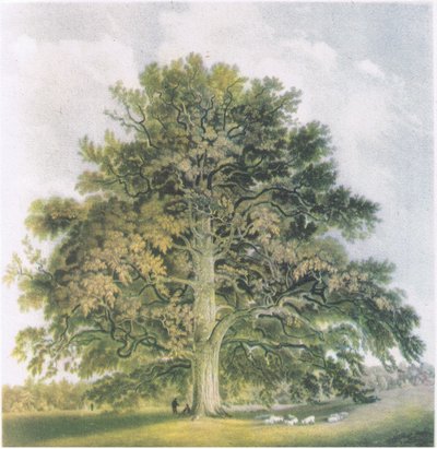 Pollard Willows, İngiltere'de Doğa, Collins tarafından yayınlandı, 1946 by David Cox