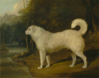Bir Köpeğin Portresi, Ross by David Dalby of York