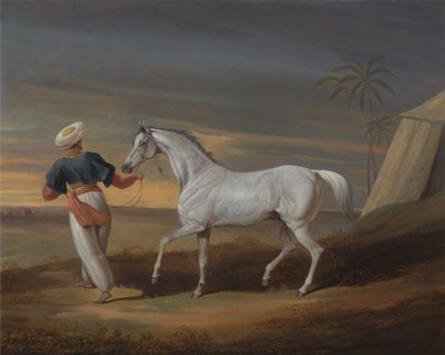 Bir Gri Arap olan Signal, Çölde Bir Damatla by David Dalby of York