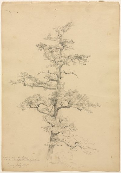 Çam Ağacı, Conway, New Hampshire recto, c. 1851. by David Johnson
