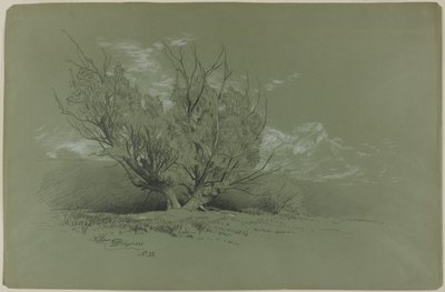 Söğüt by David Johnson