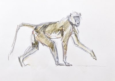 Babun, 2020 (kağıt üzerine sulu boya ve pastel boya) by David Mayer