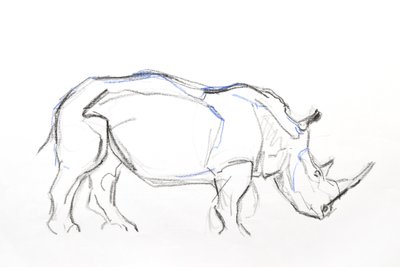 Beyaz Gergedan, 2021 (kağıt üzerine pastel boya ve sulu boya) by David Mayer