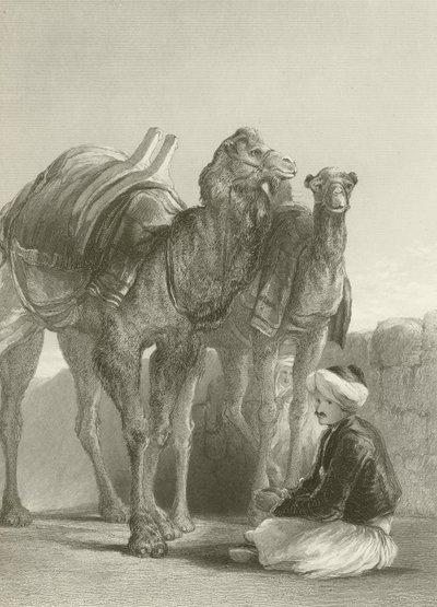 A group of Camels at Smyrna  by David Wilkie