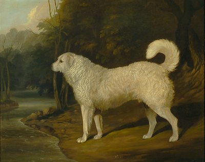 Bir Köpeğin Portresi, Ross by David of York Dalby