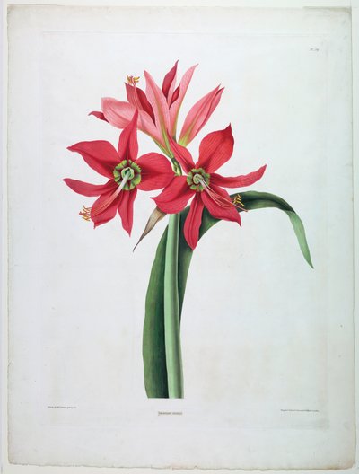 nergis zambağı by De Gouy