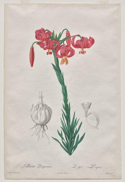 Lillium Pomponius (Turban Lily), Les Liliacées'den plaka 7 by De Gouy