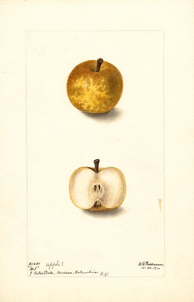 Elma (Malus domestica: No.1) (suluboya) by Deborah Griscom Passmore
