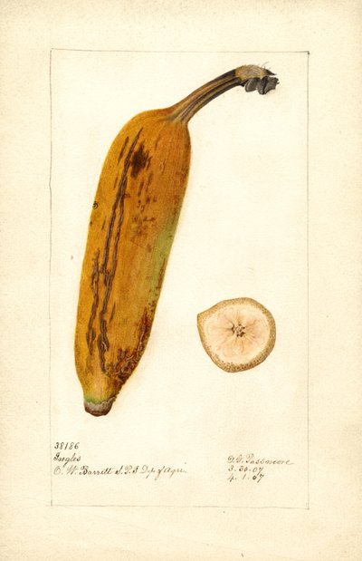 Muz (Musa: Ingles) (suluboya) by Deborah Griscom Passmore