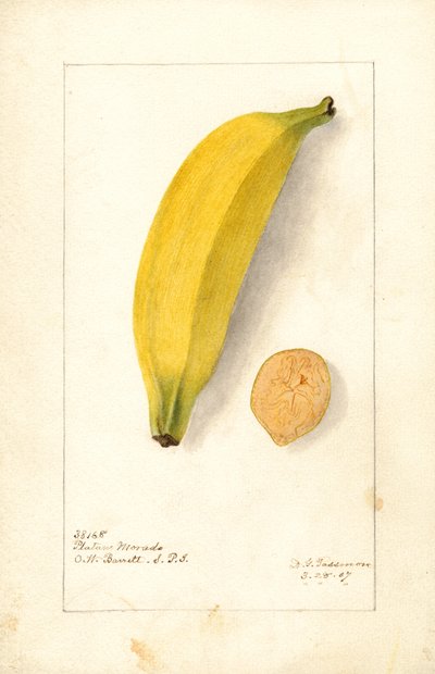 Muz (Musa: Mor Muz) (suluboya) by Deborah Griscom Passmore