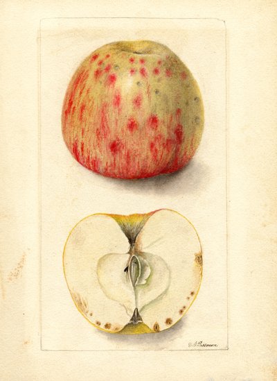 Acı Çukur Elma (Malus domestica) (suluboya) by Deborah Griscom Passmore