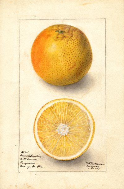 Conners Fide Portakalları (Citrus sinensis) (suluboya) by Deborah Griscom Passmore