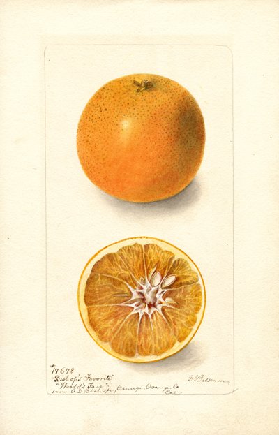 Portakal (Citrus sinensis: Bishops Favorite) (suluboya) by Deborah Griscom Passmore