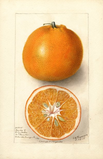 Portakal (Citrus sinensis: Thornton No. 5) (suluboya) by Deborah Griscom Passmore