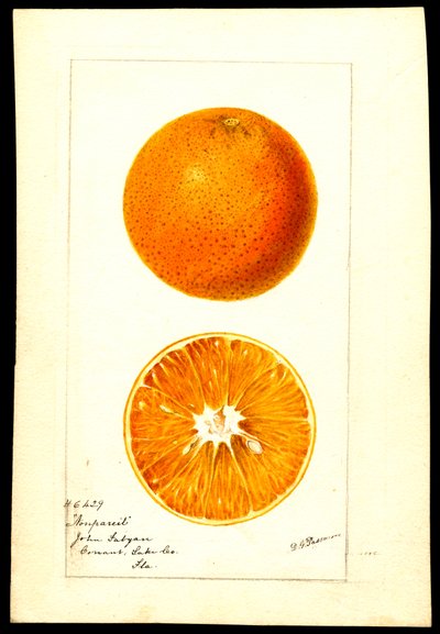 Portakal. Citrus sinensis: Nonpareil (kağıt üzerine suluboya) by Deborah Griscom Passmore