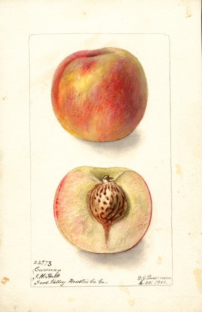 Şeftali (Prunus persica: Carmen) (suluboya) by Deborah Griscom Passmore