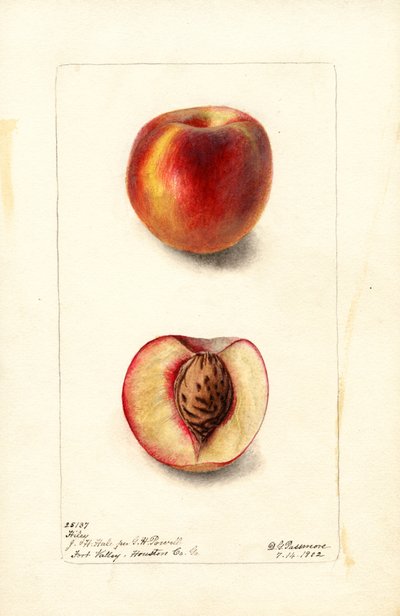 Şeftali (Prunus persica: Hiley) (suluboya) by Deborah Griscom Passmore