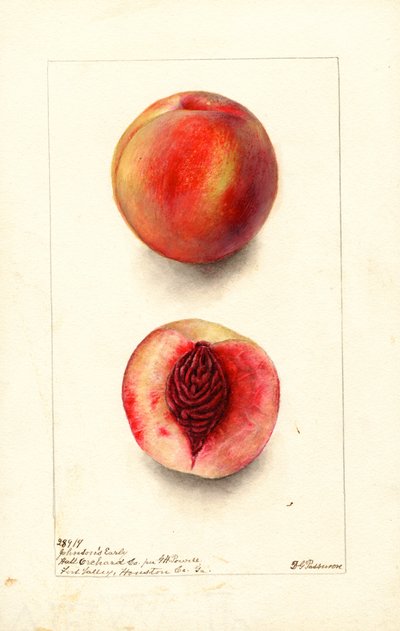 Şeftali (Prunus persica: Johnsons Early) (suluboya) by Deborah Griscom Passmore