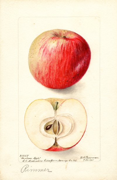 Rimmer Elmaları (Malus domestica) (suluboya) by Deborah Griscom Passmore
