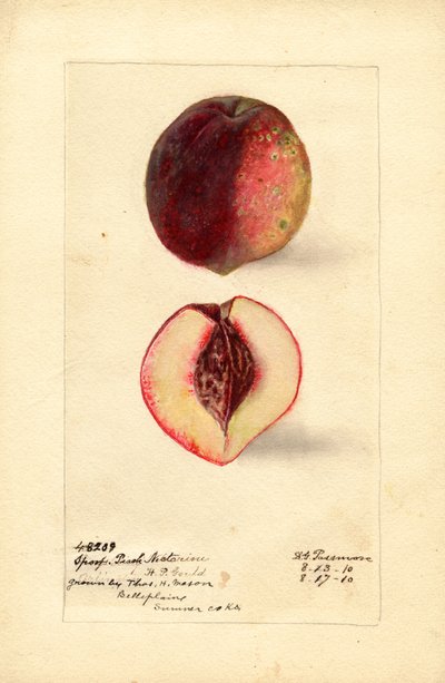 Spor Şeftali Nektarin (Prunus persica) (suluboya) by Deborah Griscom Passmore