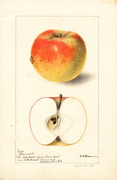 Tecumseh Elmaları (Malus domestica) (suluboya) by Deborah Griscom Passmore