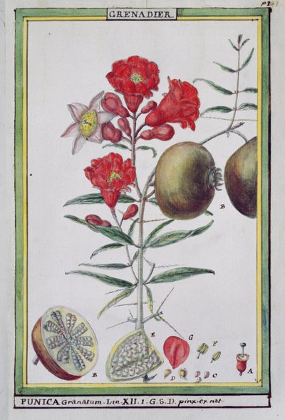Nar Ağacı, Florindie ou Historie physico-economique des vegetaux de la Torride