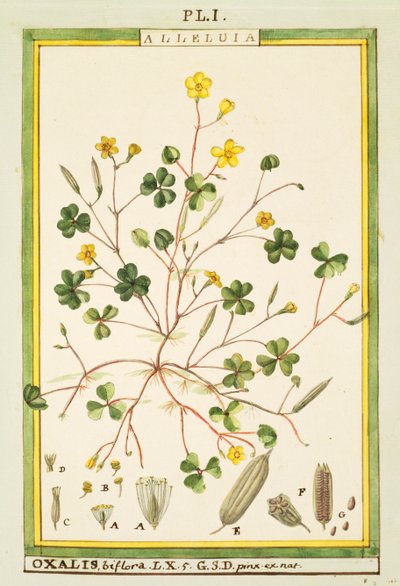 Bermuda düğün çiçeği (Oxalis biflora veya pes-caprae), Delahaye tarafından suluboya by Delahaye Delahaye