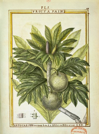 Ekmek meyvesi (Artocarpus altilis), Delahaye tarafından suluboya by Delahaye Delahaye