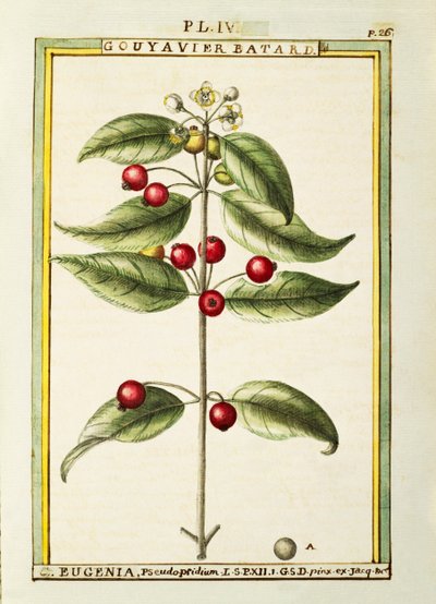 Fırça Kiraz (Eugenia pseudo-pridium), Delahaye tarafından suluboya by Delahaye Delahaye