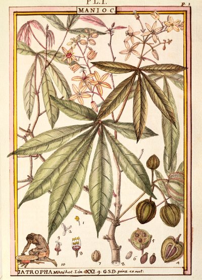 Manyok (Jatropha manihot), Delahaye, suluboya by Delahaye Delahaye