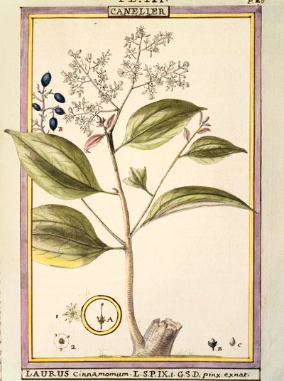 Tarçın (Laurus cinnamomum), Delahaye tarafından suluboya by Delahaye Delahaye