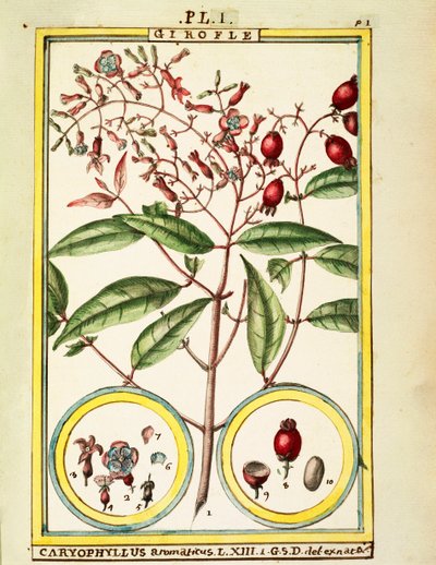 Karanfil (Caryophyllus Aromaticus), Delahaye tarafından suluboya by Delahaye Delahaye
