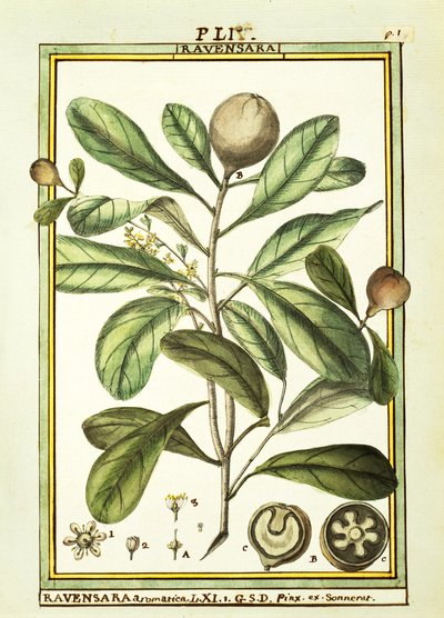 Cryptocarya Aromatica, Delahaye tarafından suluboya by Delahaye Delahaye