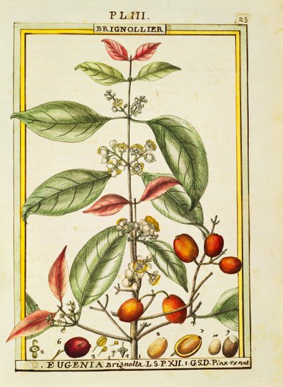 Eugenia Brignolla, Delahaye tarafından suluboya by Delahaye Delahaye