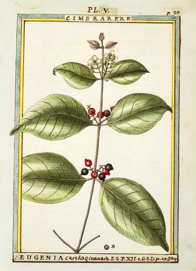 Eugenia Kartaca, Delahaye tarafından suluboya by Delahaye Delahaye