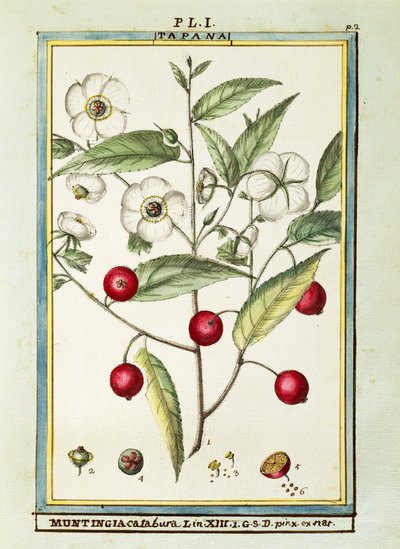 Jamaika kirazı (Muntingia calabura), Delahaye tarafından suluboya by Delahaye Delahaye
