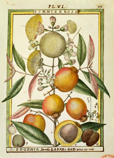 Malabar Erik veya Gül elma (Eugenia Jambos veya Syzygium Jambos), Delahaye tarafından suluboya by Delahaye Delahaye